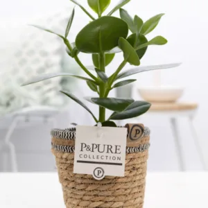 Clusia Rosea Princess in basket mandje