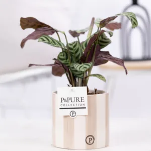 Ctenanthe Burle Marxii in grijze originele pot